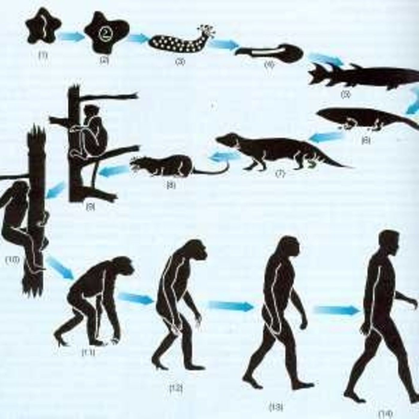 Los orígenes de la vida en la Tierra y evolución humana (edición especial-redifusión). Prog 225. LFDLC episode artwork