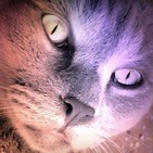 Los Gatos de Ulthar (Lovecraft) | Audiolibro - Audiorelato