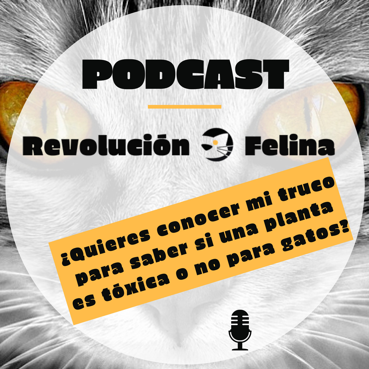 Revolución Felina