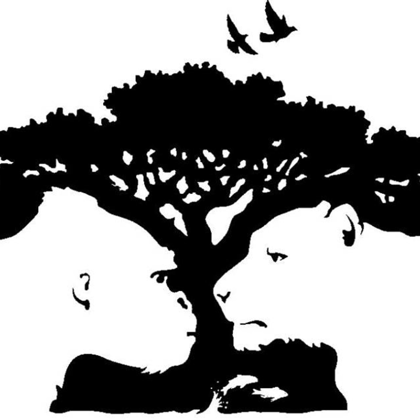 LA TELARAÑA PROGRAMAS ANTERIORES