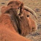 La polémica llegó a la Dehesa LOS LLANOS, de LOS MOLINOS