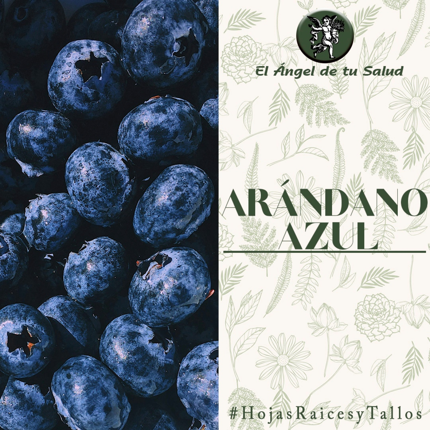 El Ángel de tu Salud - Arándano Azul**