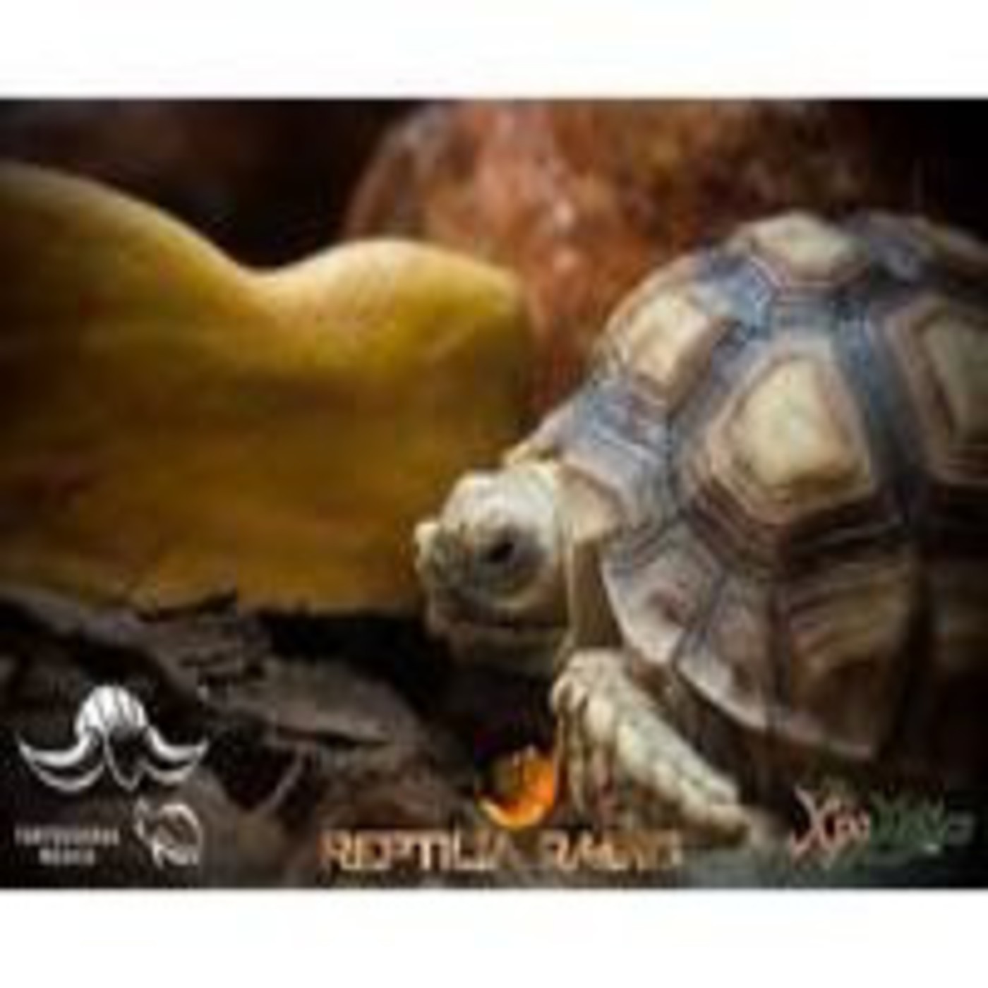 ESPECIAL BAZAR TORTUGUERO DF "FILTROS DE PANTANO" PARTE 1