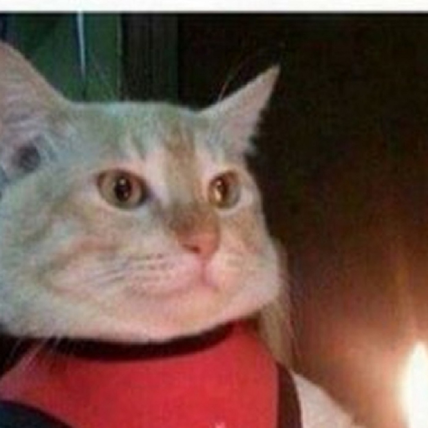 Gato arroja una vela sobre un colchón y produce incendio en Port St. Lucie episode artwork