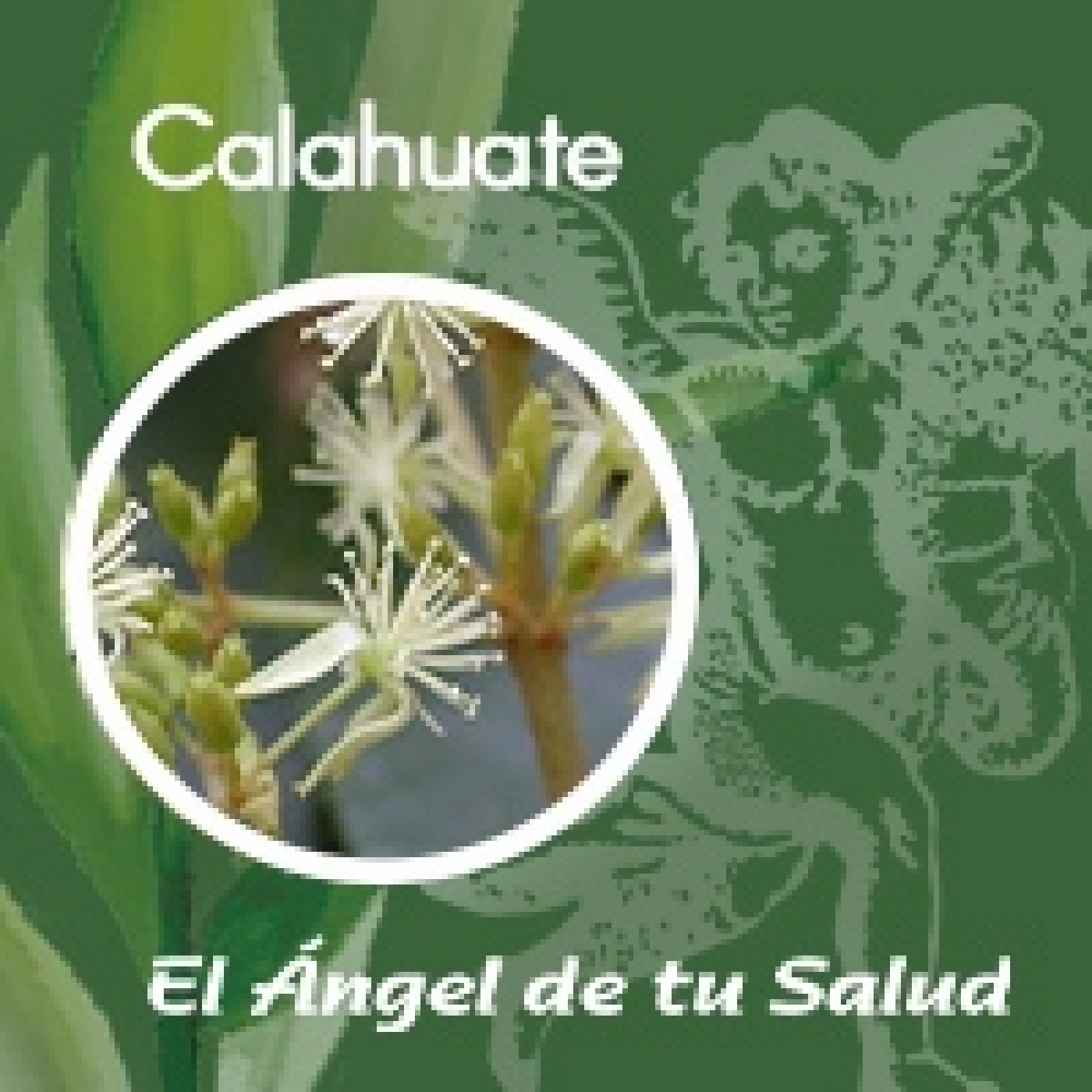 El Ángel de tu Salud - Calahuate**