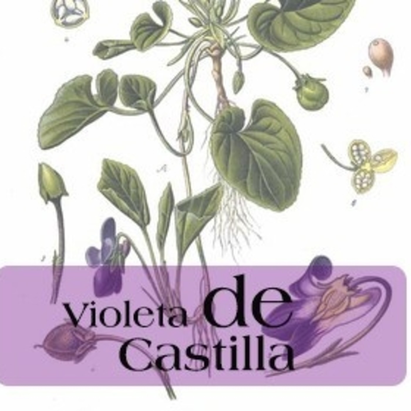El Ángel de tu Salud - VIOLETA DE CASTILLA episode artwork