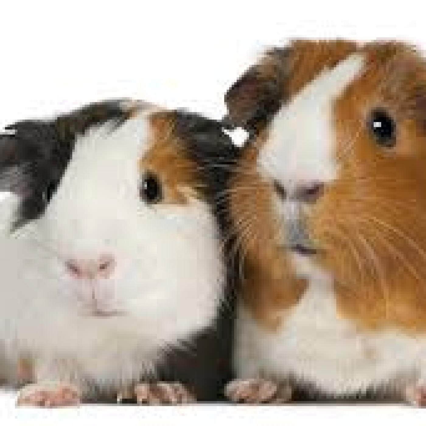 Nuestras Mascotas - La Cobaya