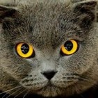El poder mÁgico de los gatos_ ±increÍbles facultades!