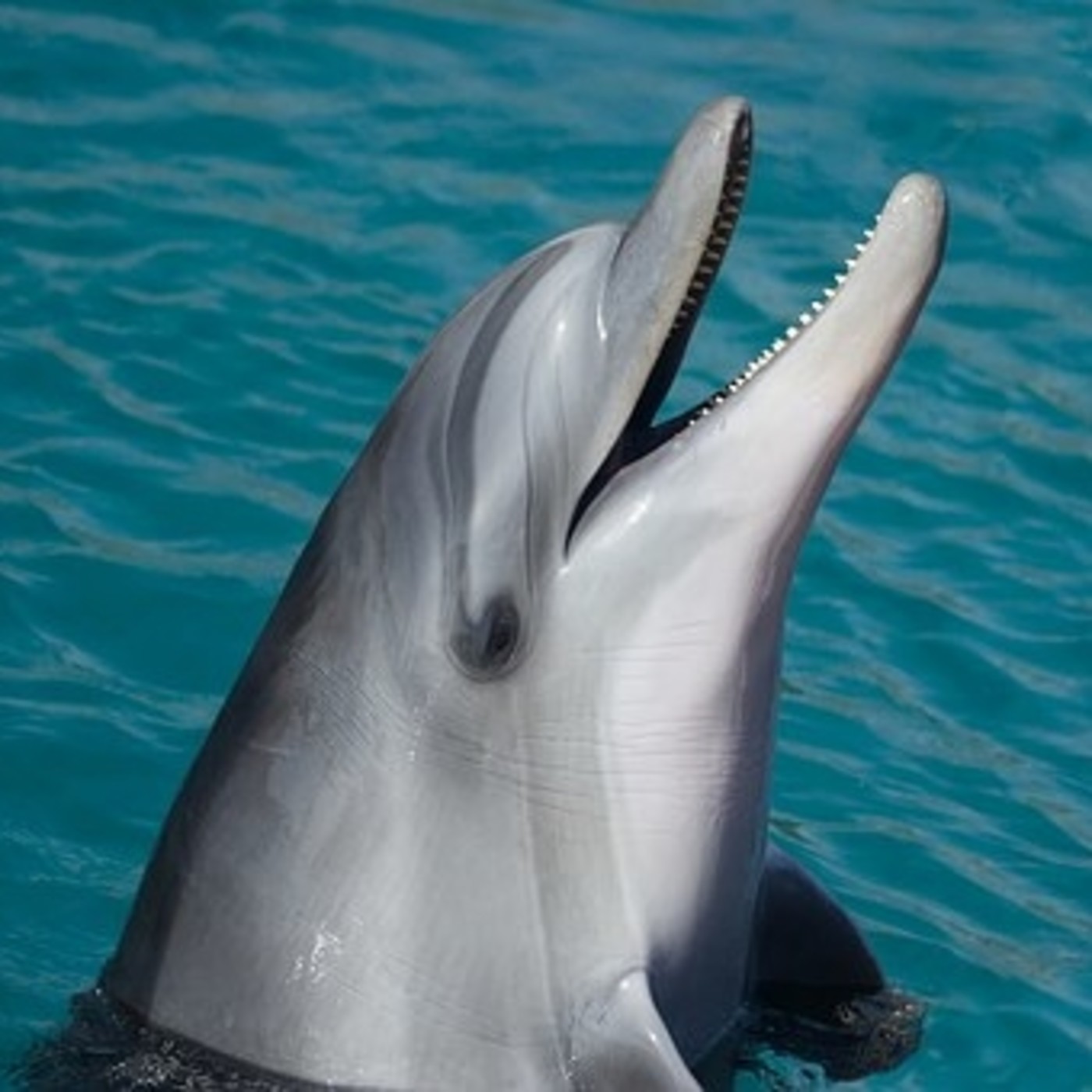 ANIMALES DE PODER