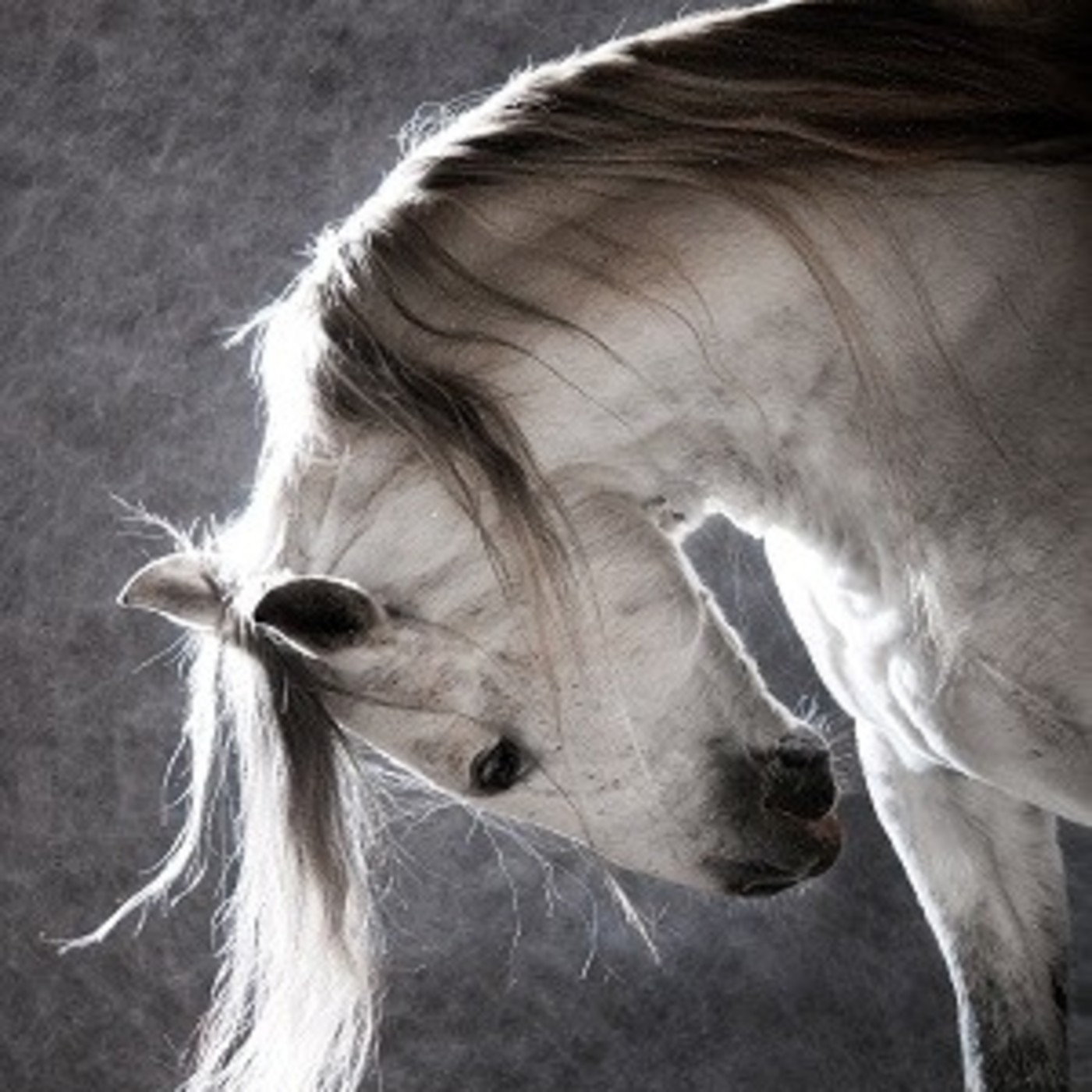 ANIMALES DE PODER