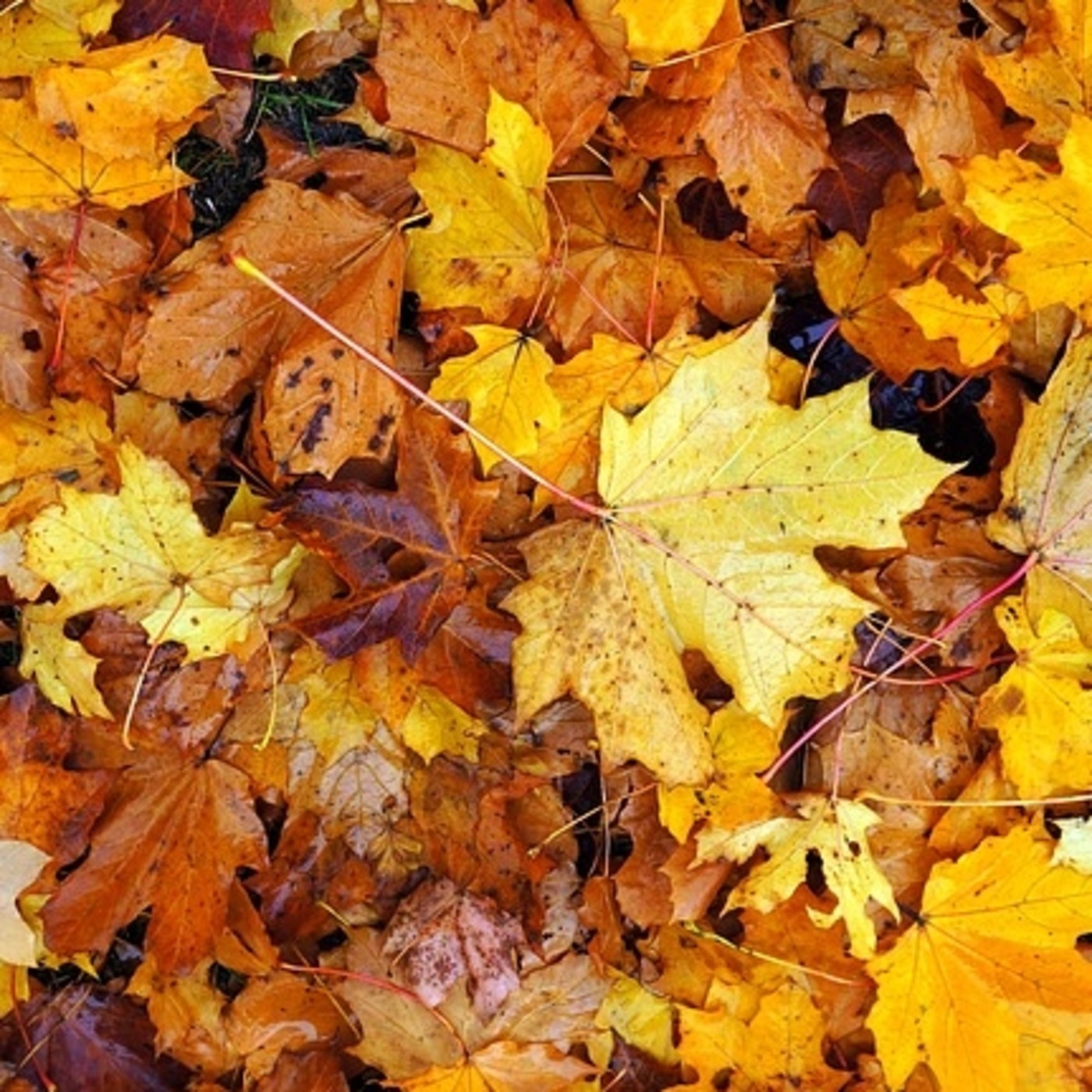 RADIOESCENA MAS D’ENRIC