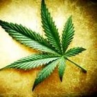 Cinco pilares del cannabis para una Regulación Responsable MARIHUANA TV