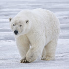 No pienses en un oso blanco