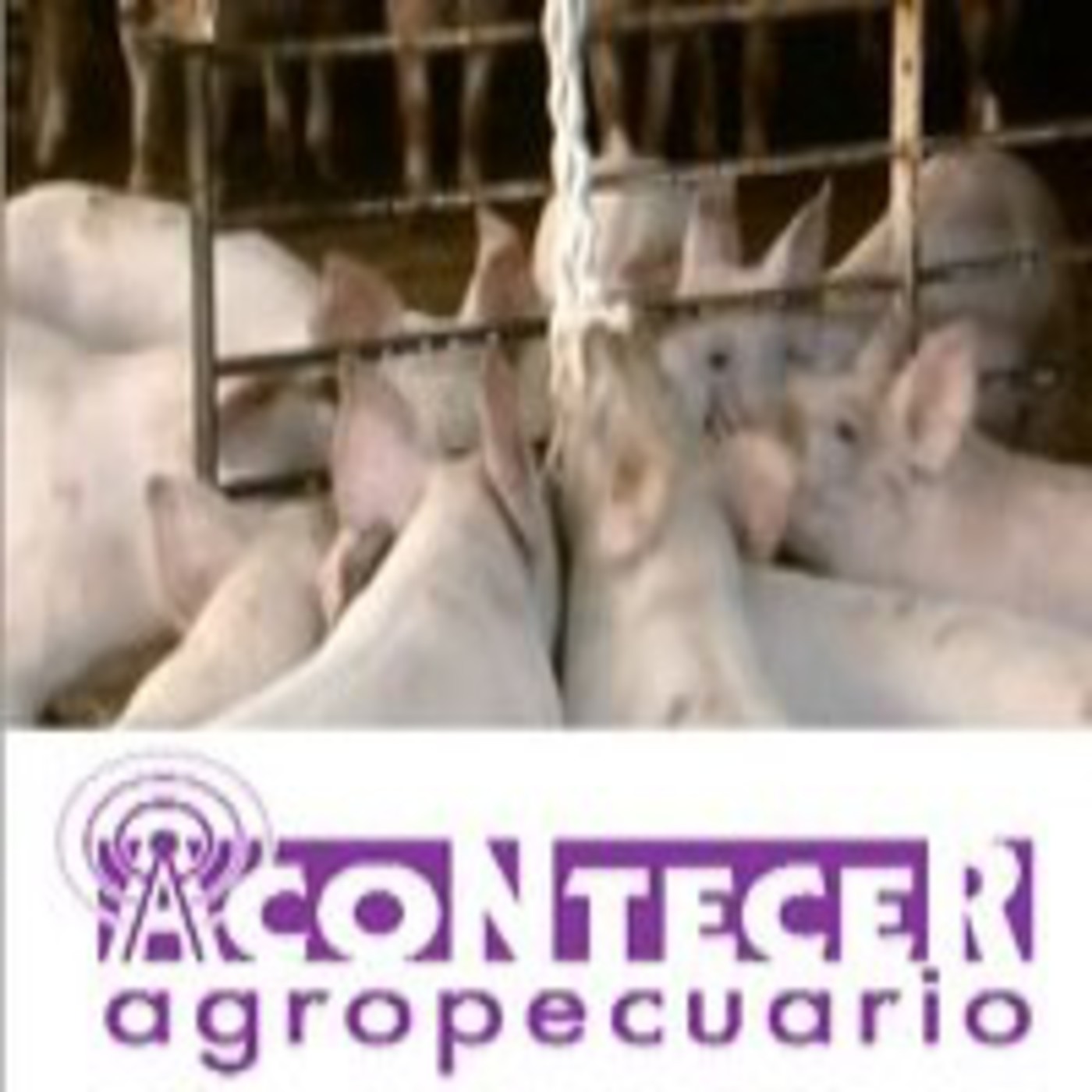 ACONTECER AGROPECUARIO