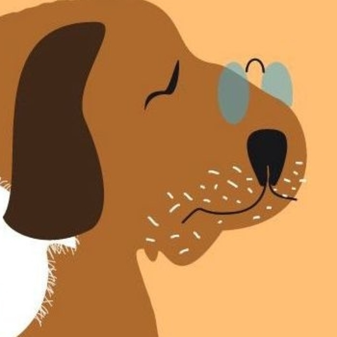 Nuestras Mascotas - Seniors