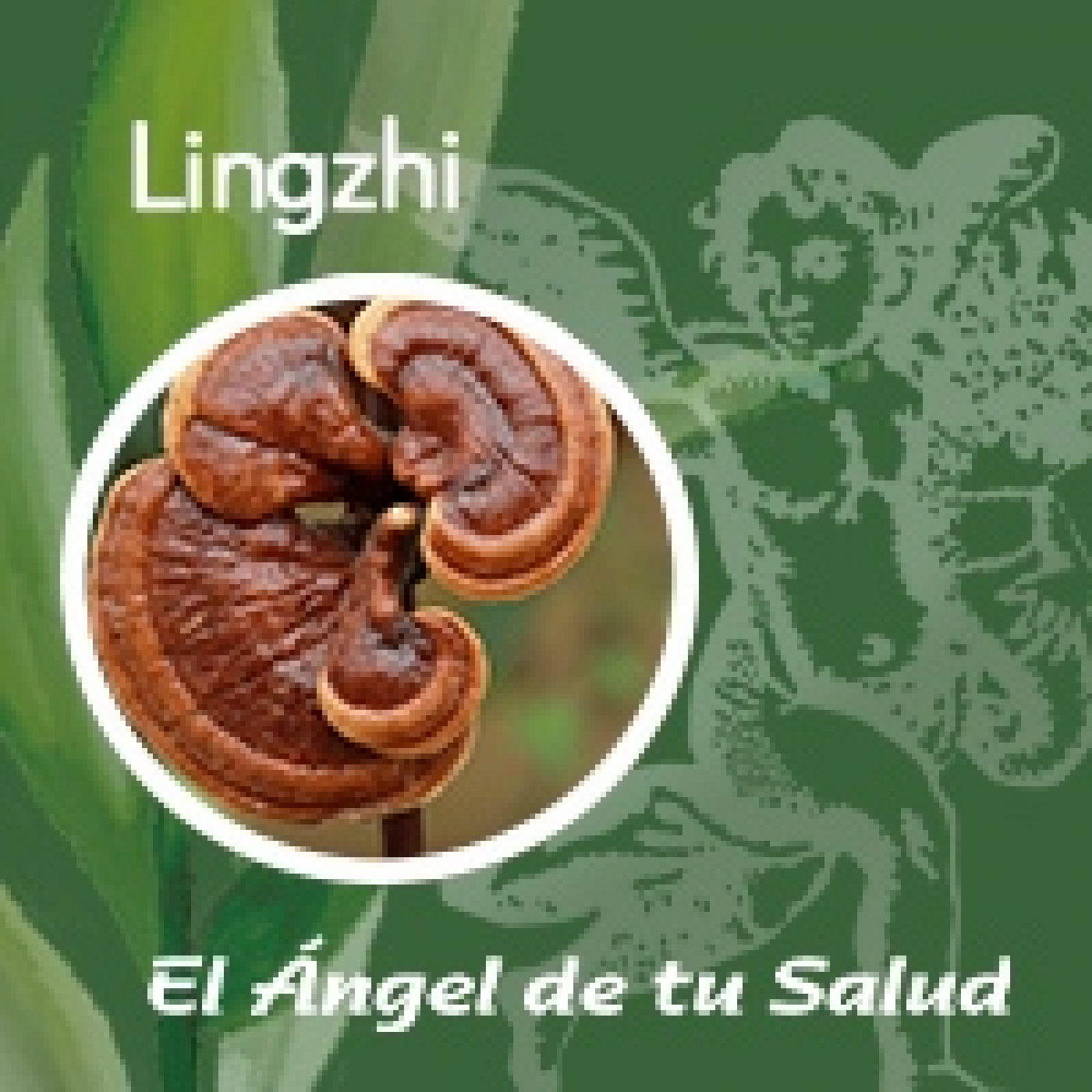 El Ángel de tu Salud - Lingzhi** episode artwork