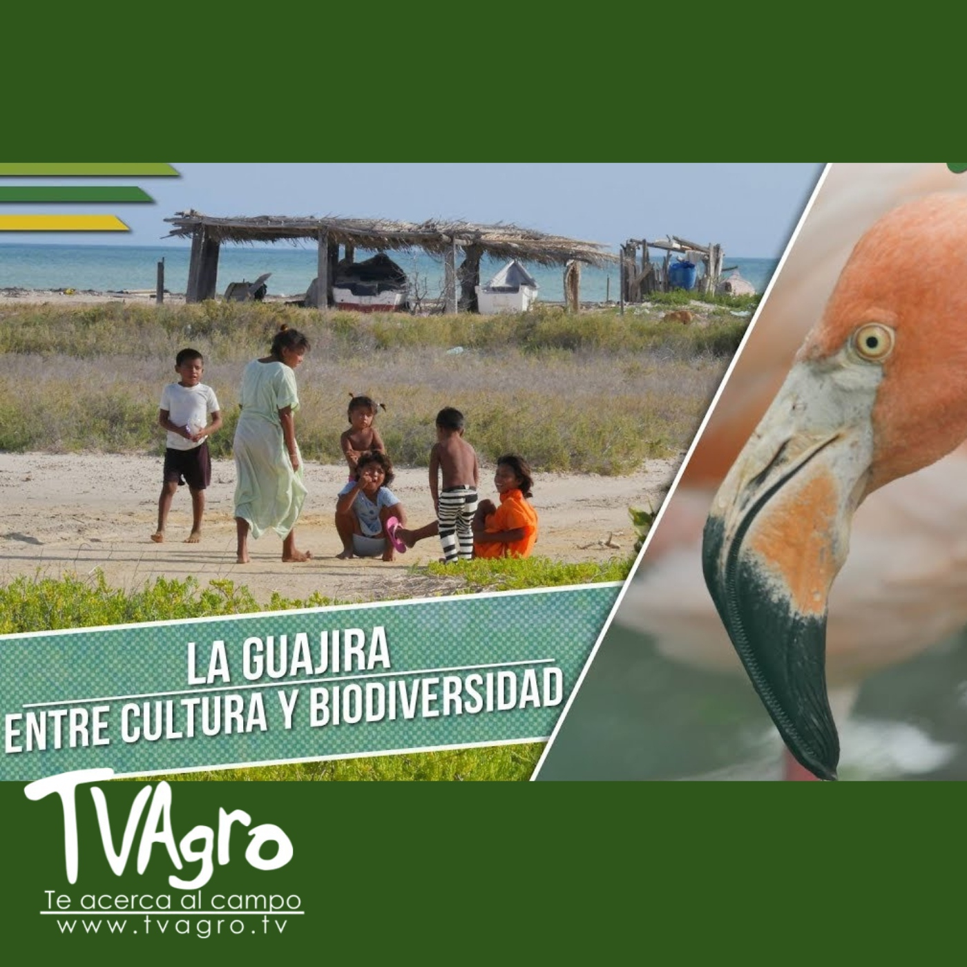 TV AGRO