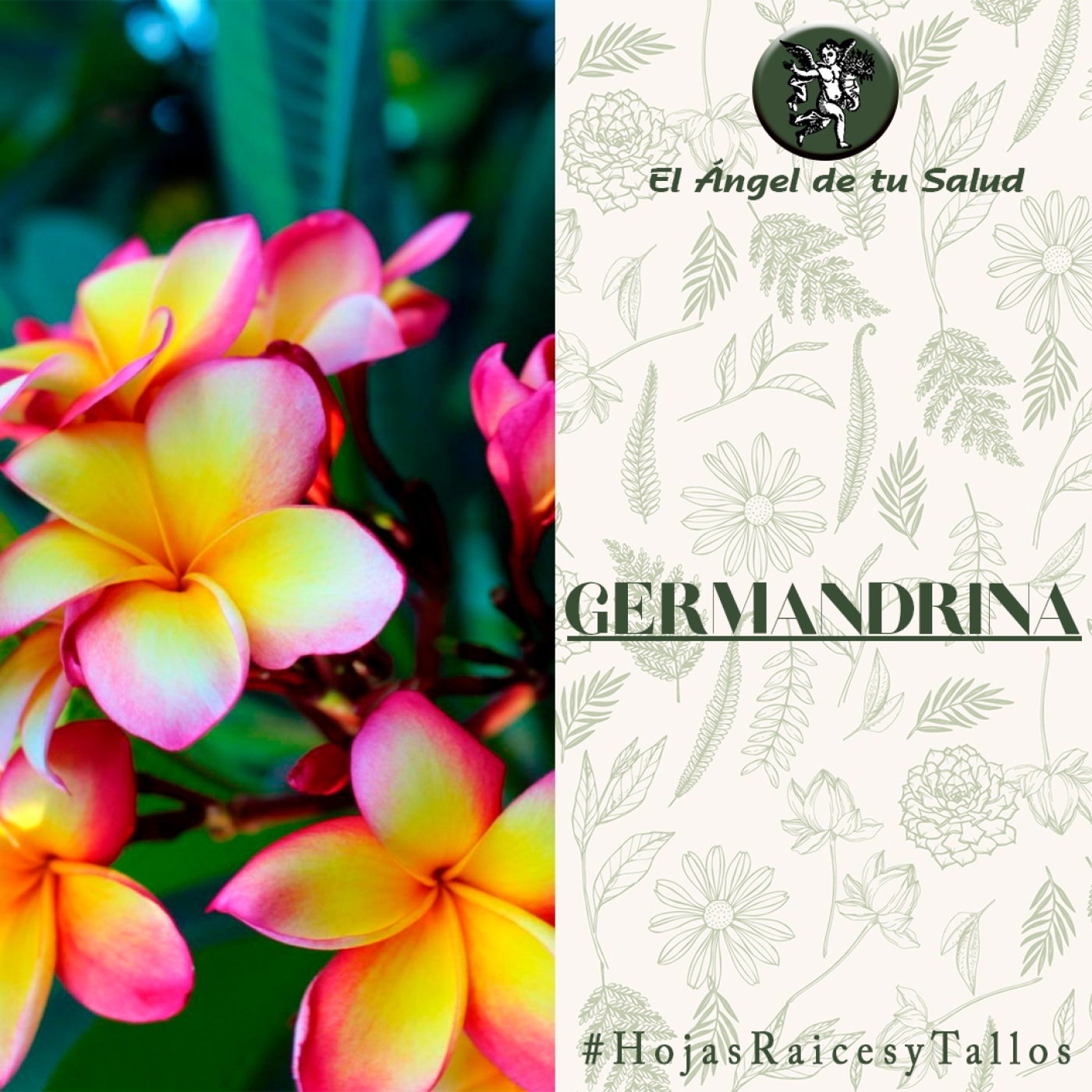 El Ángel de tu Salud - Germandrina** episode artwork