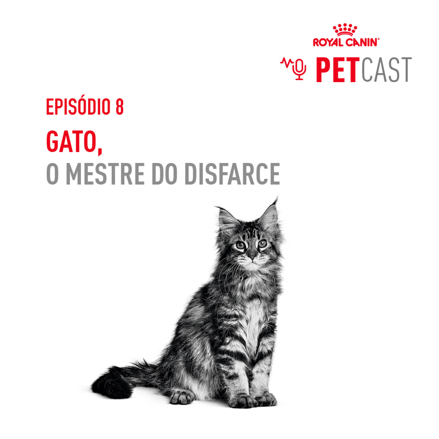 Petcast 8 - O gato, o mestre do disfarce Petcast 8 - O gato, o mestre do disfarce