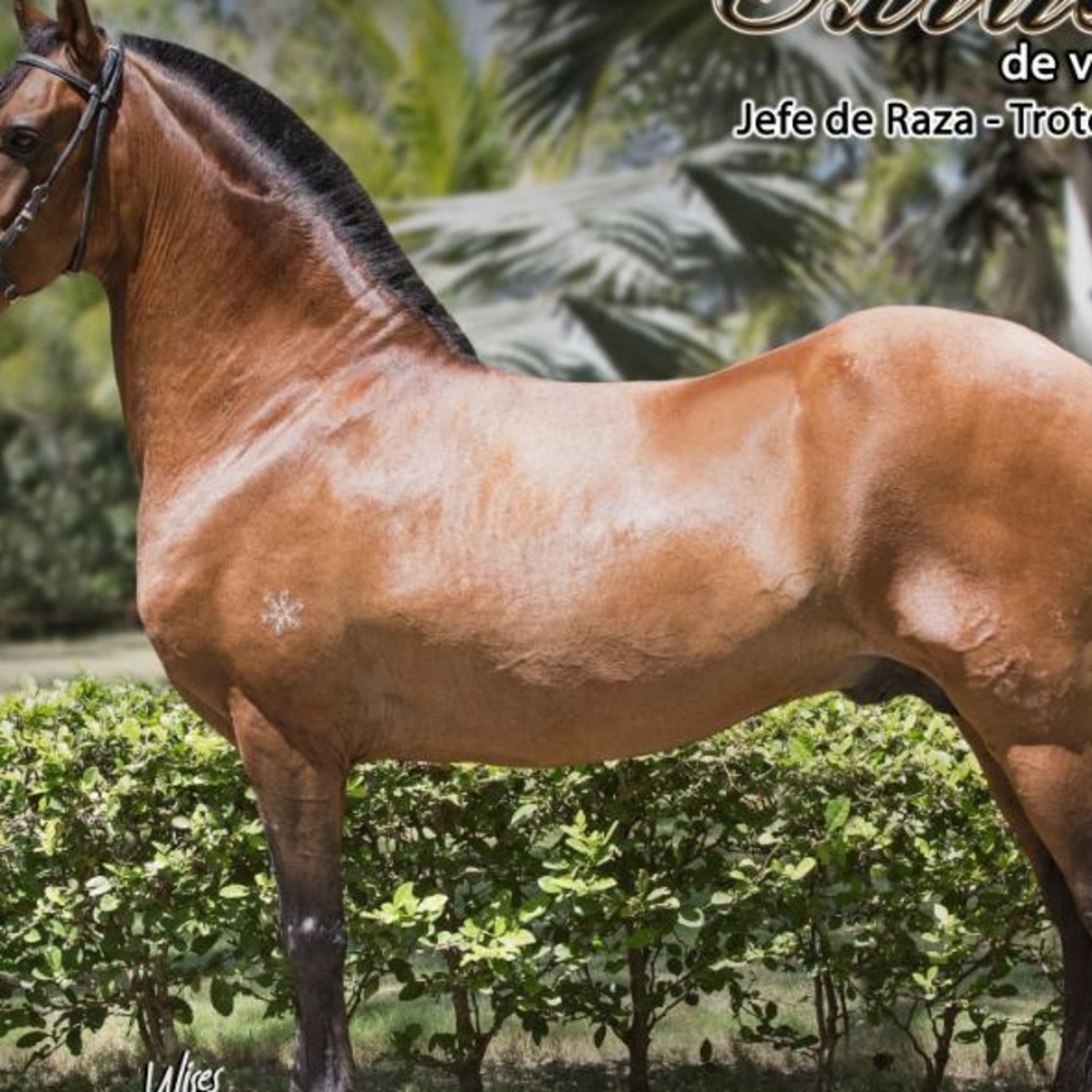 Hablando de Caballos - podcast
