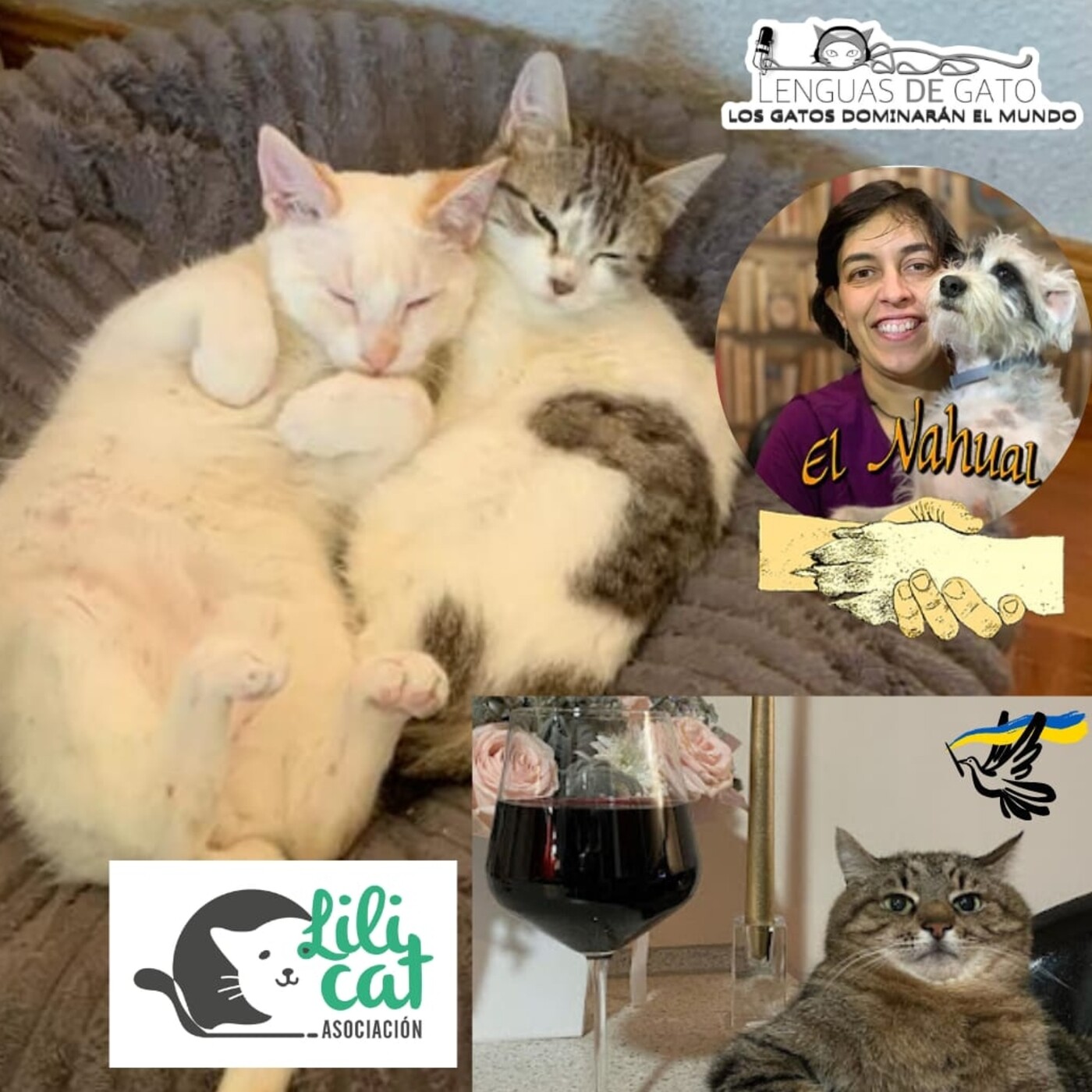 LOS GATOS DOMINARÁN EL MUNDO