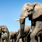 Un elefante se balanceaba (canción)