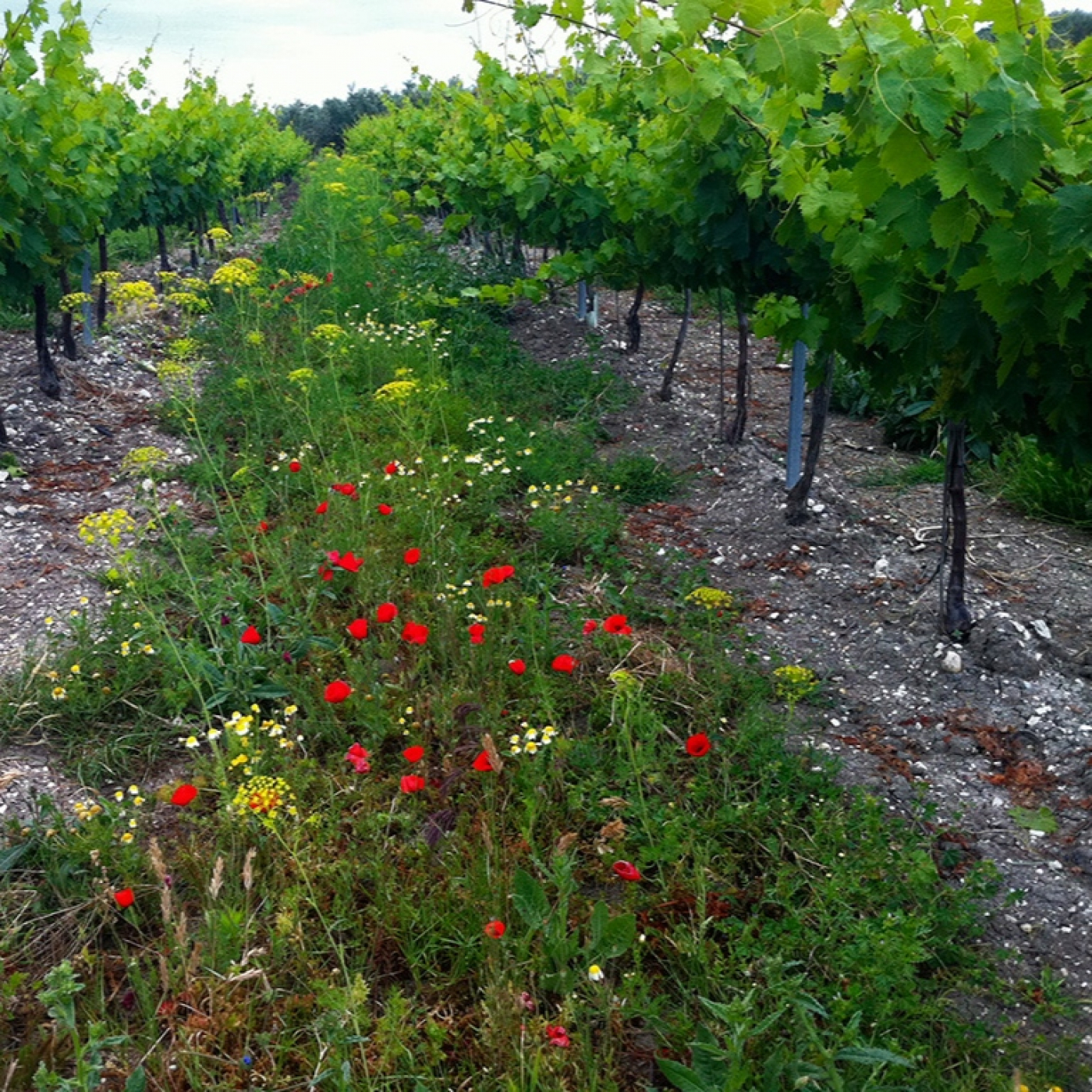 Bodegas Robles