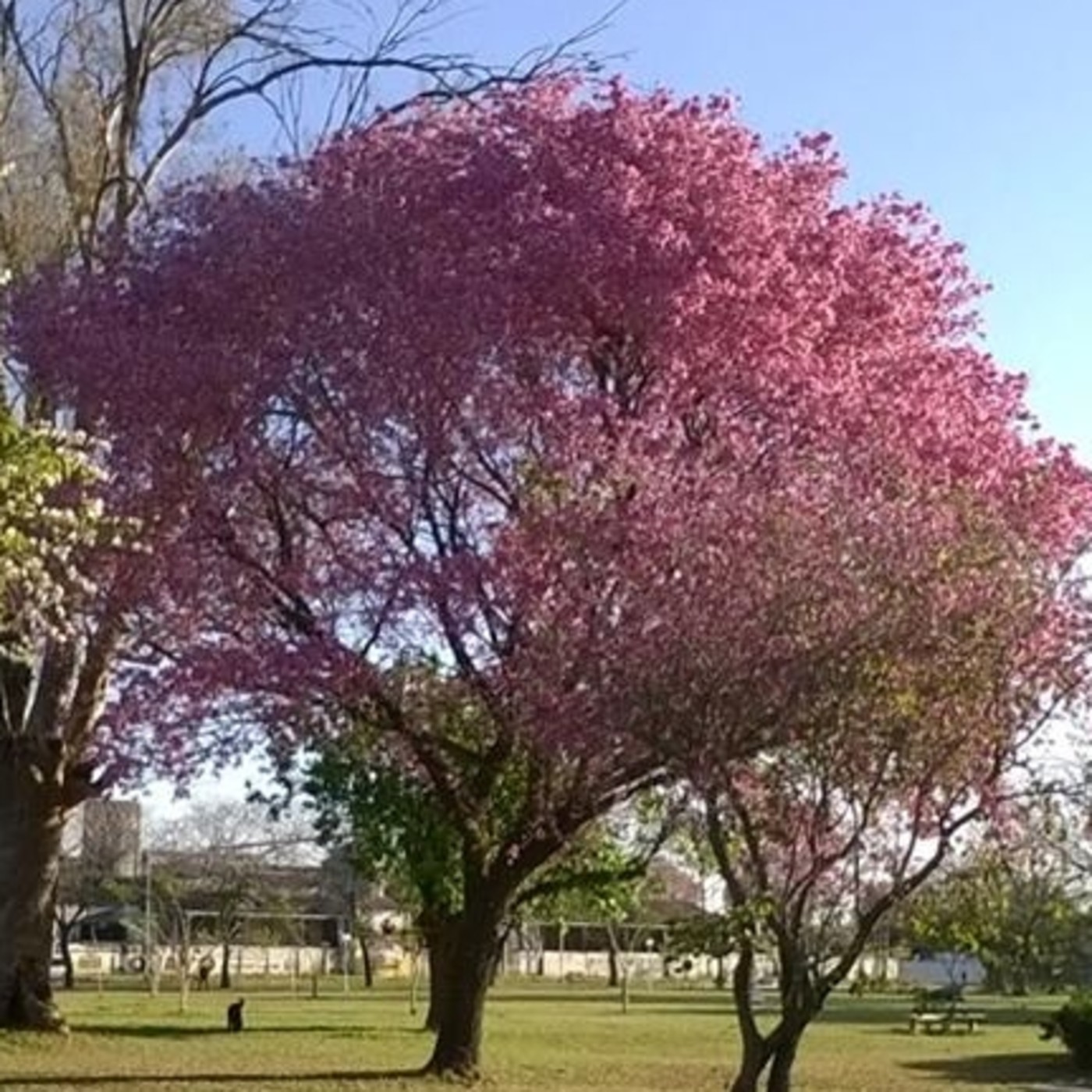 Despierta Capilla