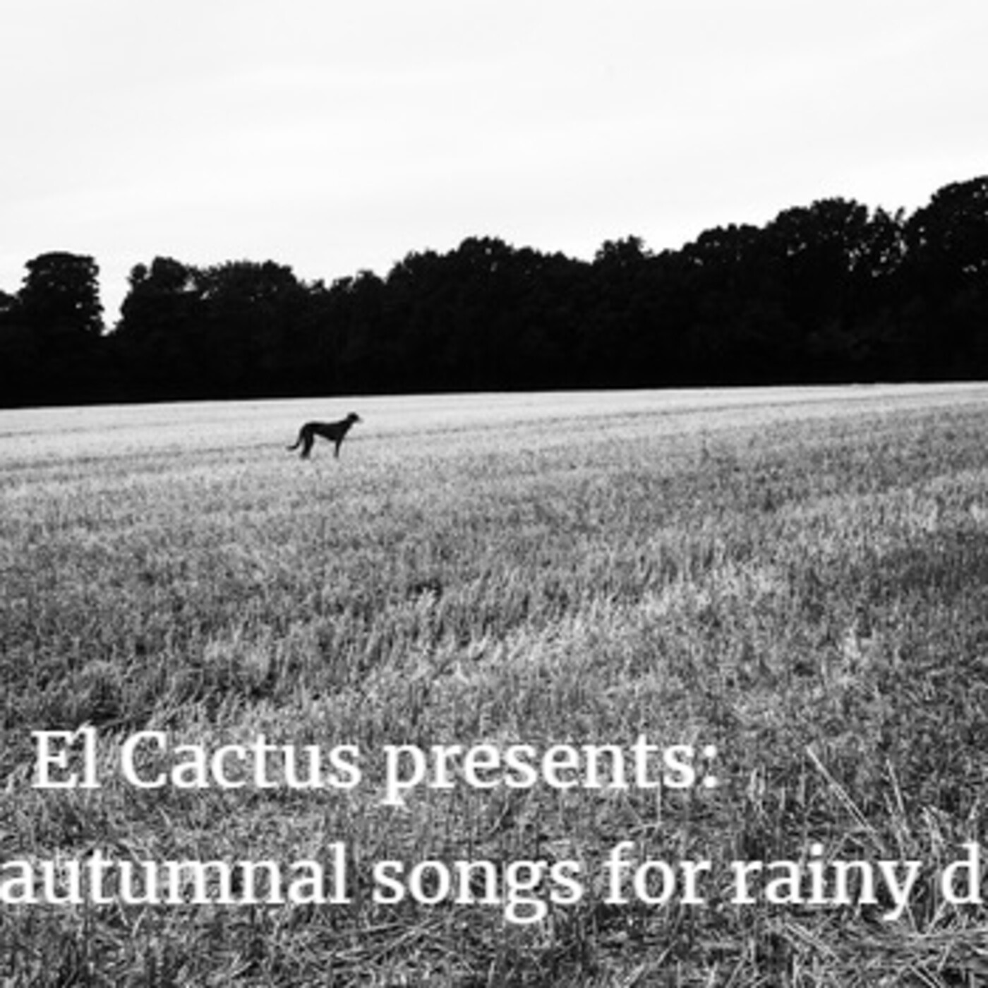 El Cactus