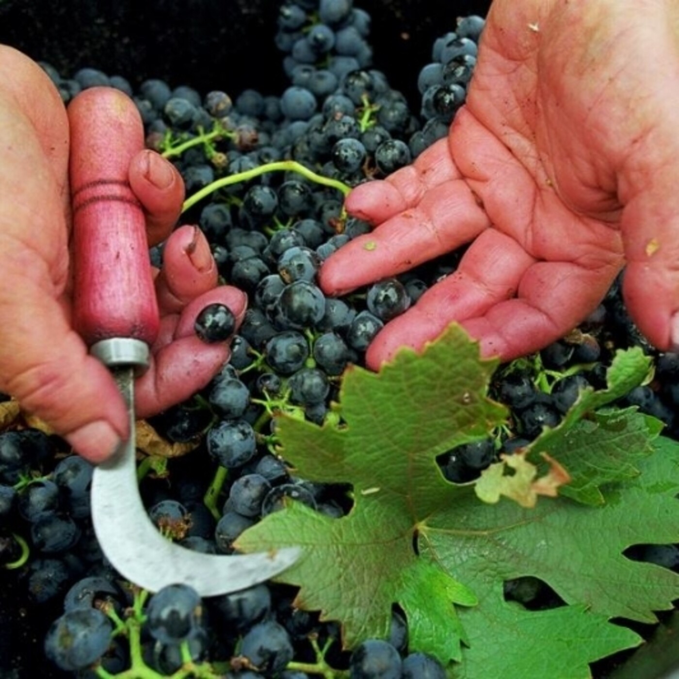 Podcast Ruta del Vino Ribera del Duero