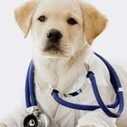 Los perros ayudan a tener una buena salud en el corazón