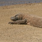 Miradas a través de una cámara 3x09 - Animales de Indonesia