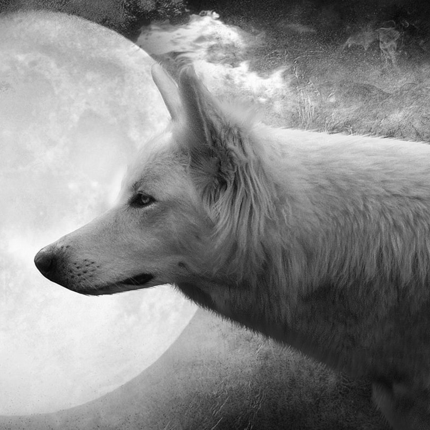 Efer 389 (19-3-17): Lobos e a ovella episode artwork
