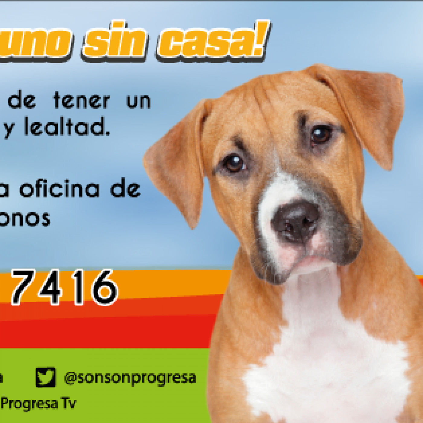 Campaña No compres uno de raza adopta uno sin casa