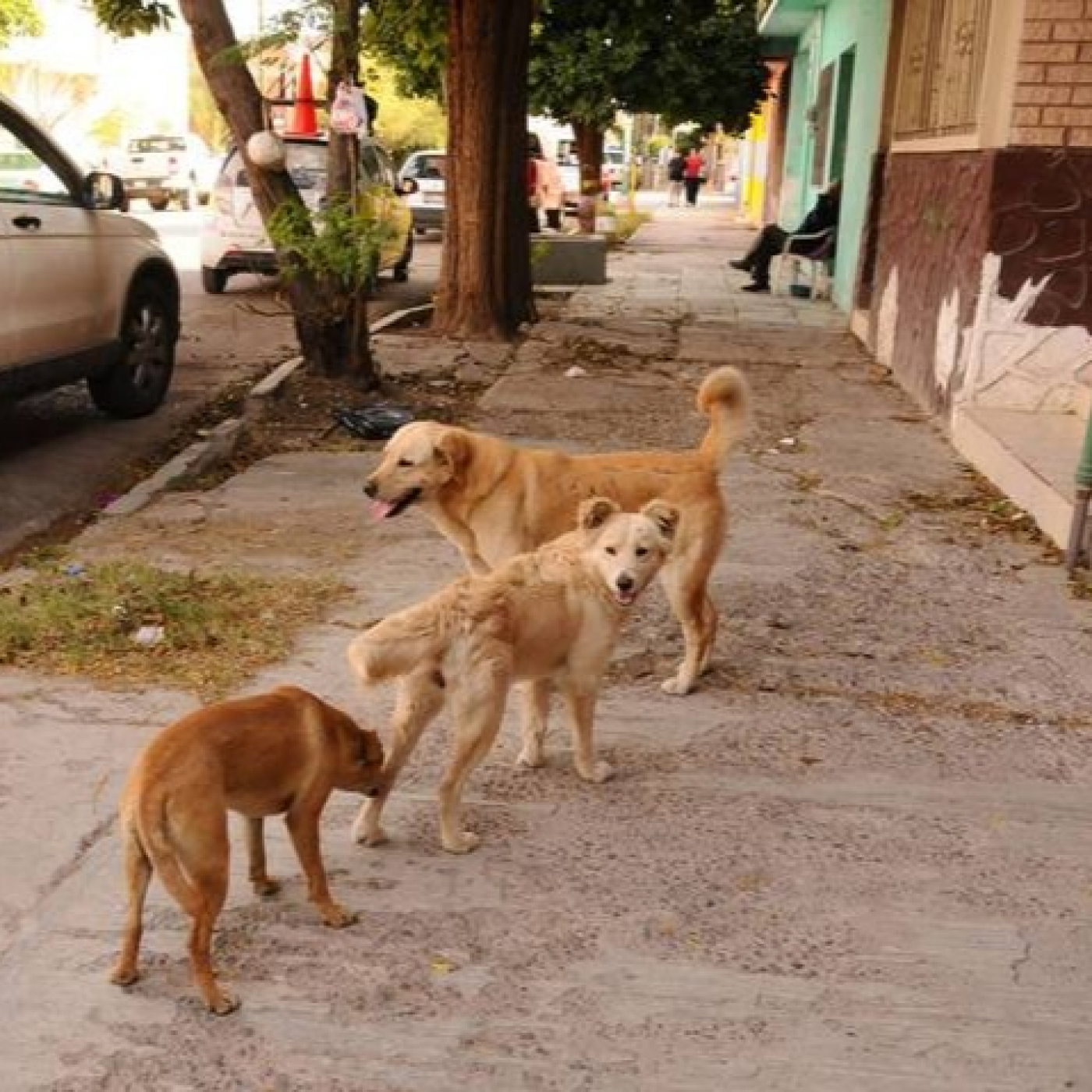 Gobernador Virasoro: una localidad correntina en la que los perros están en la calle, pero cuidados! episode artwork