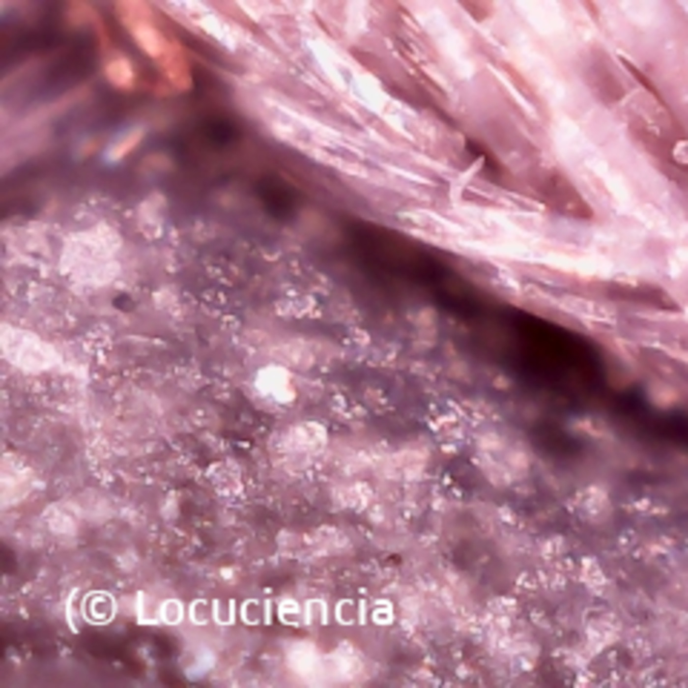 Locuciencia