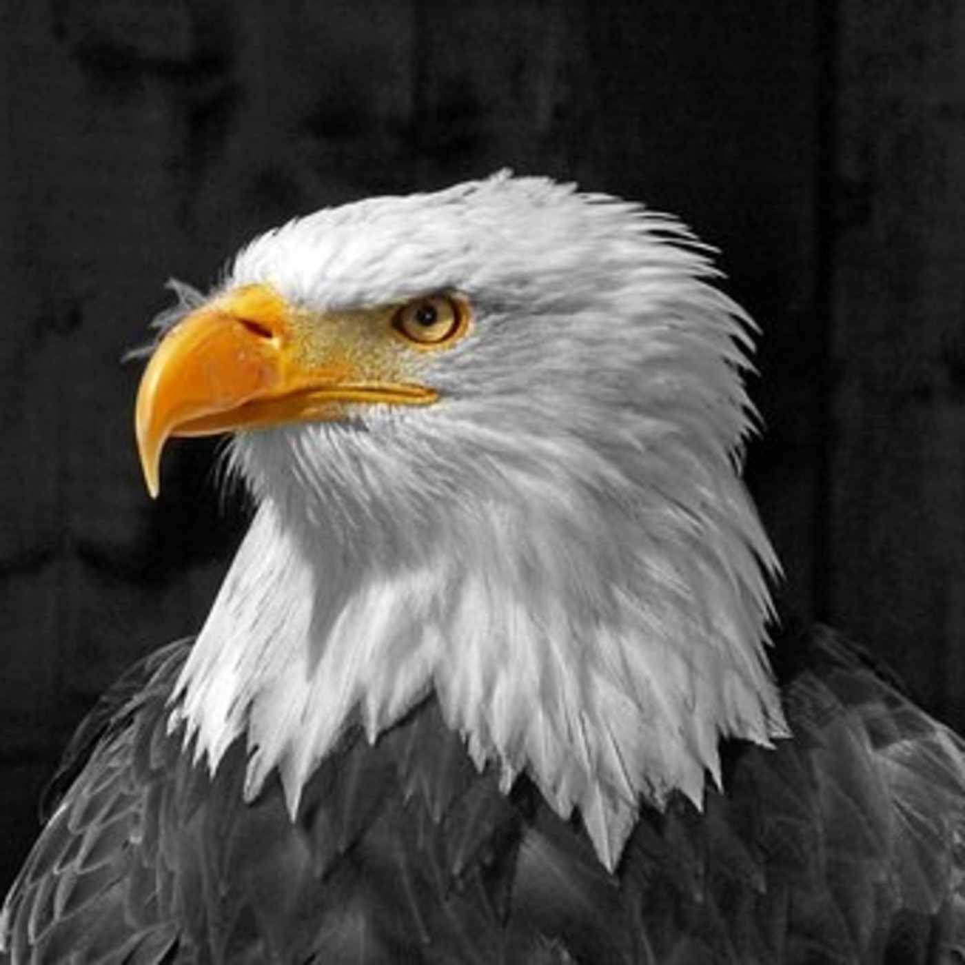 ANIMALES DE PODER