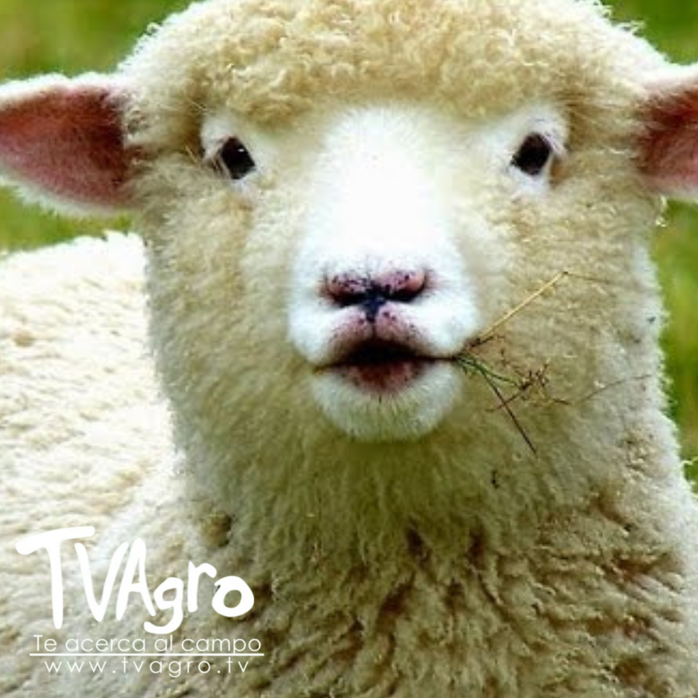 TV AGRO