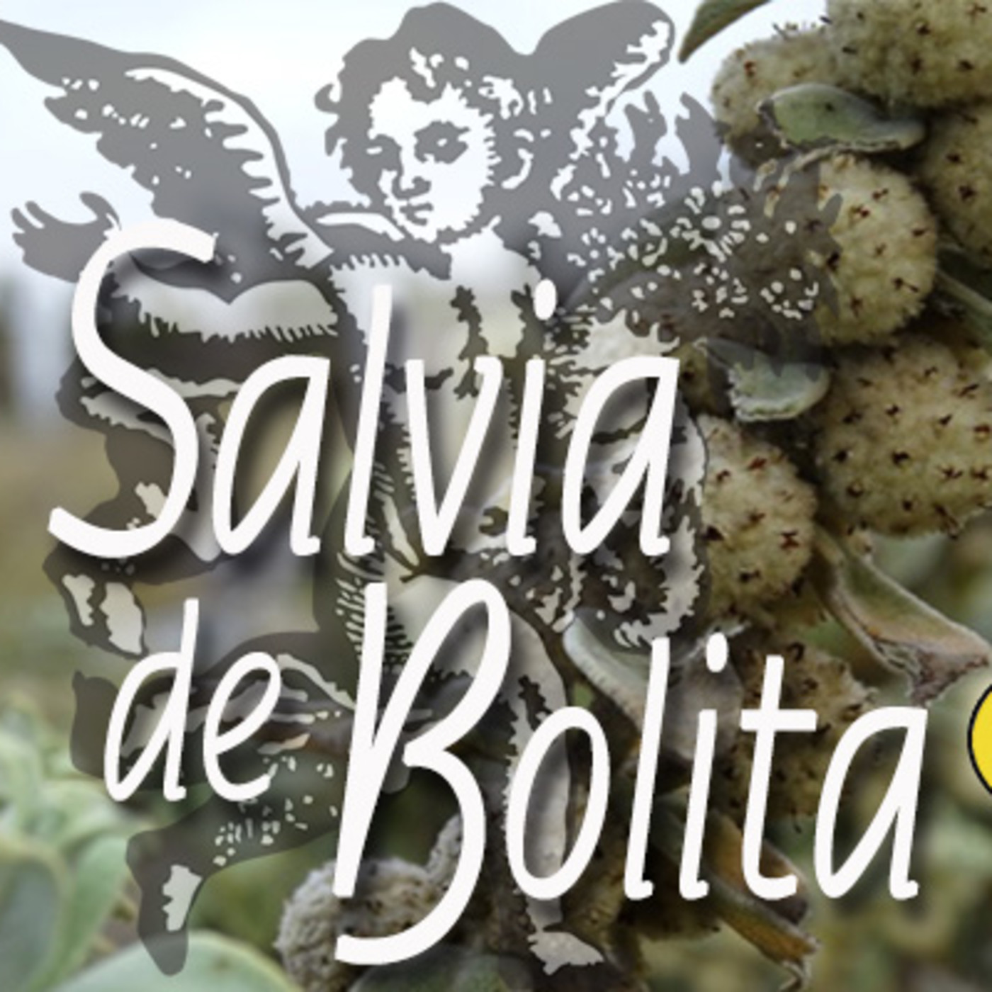 El Ángel de tu Salud - SALVIA DE BOLITA