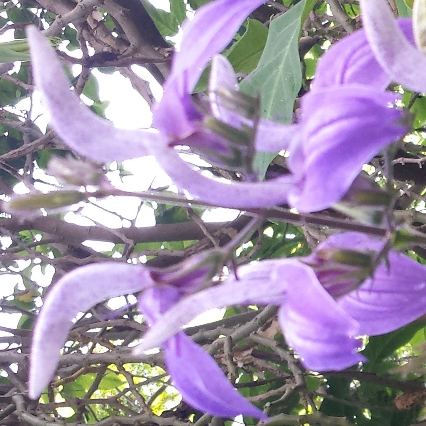 Nuestra Mente es Maravillosa