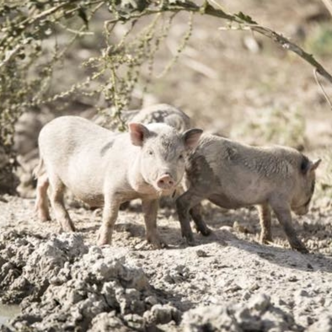 La Pepa, un refugio para animales de granja episode artwork