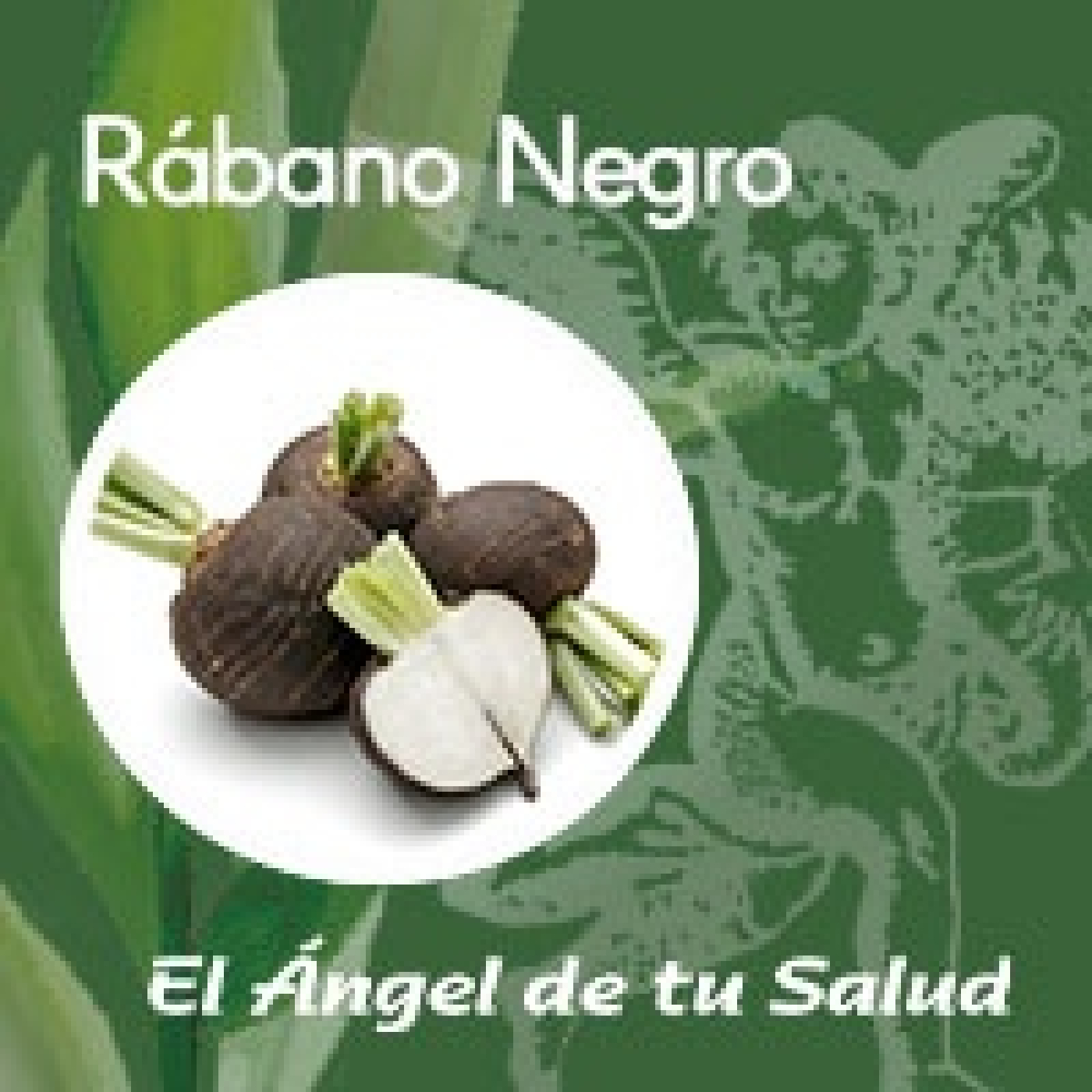 El Ángel de tu Salud - Rábano Negro** episode artwork