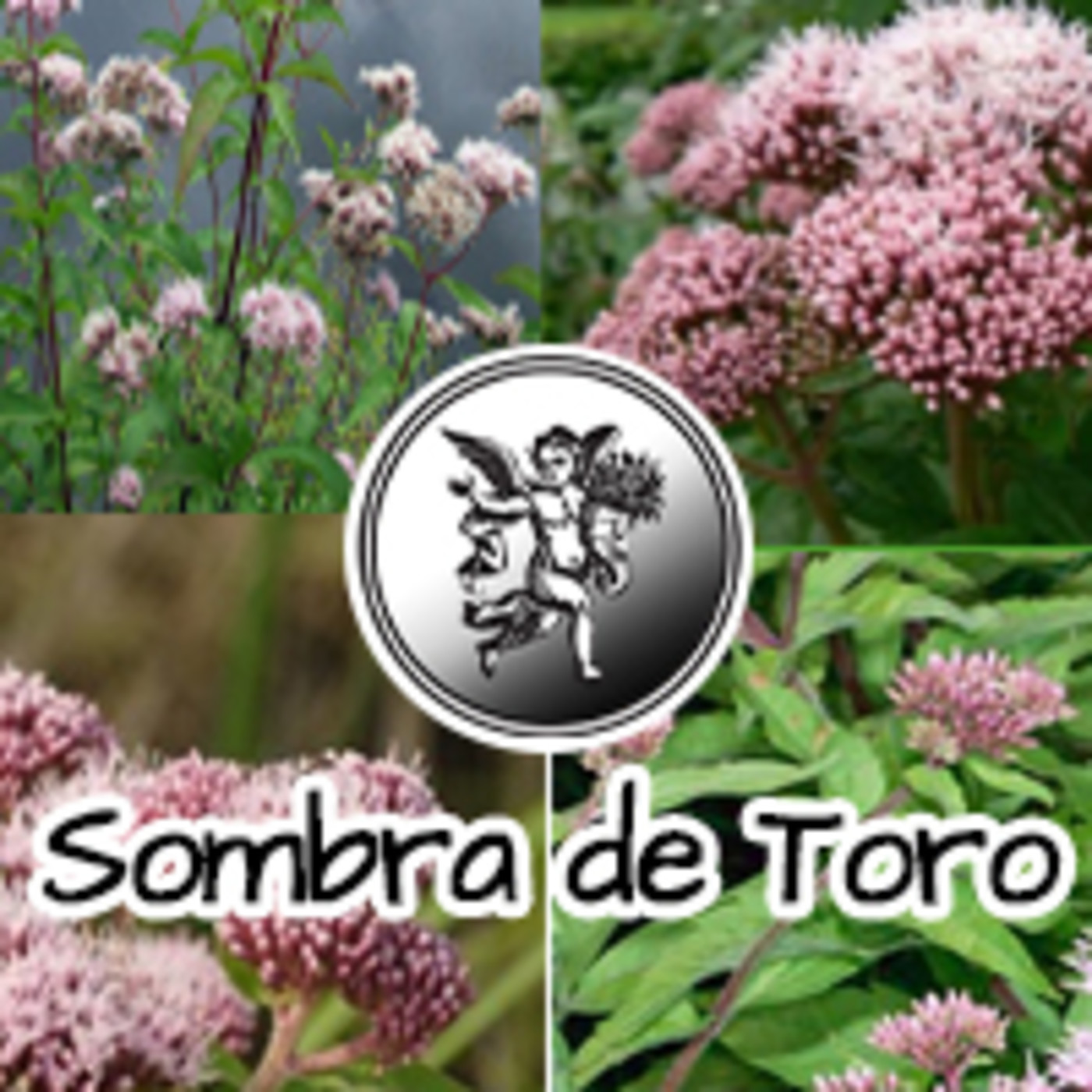 El Angel de tu Salud - SOMBRA DE TORO II episode artwork
