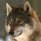 Perpetuum Mobile. Episodio 42. Wolf eyes