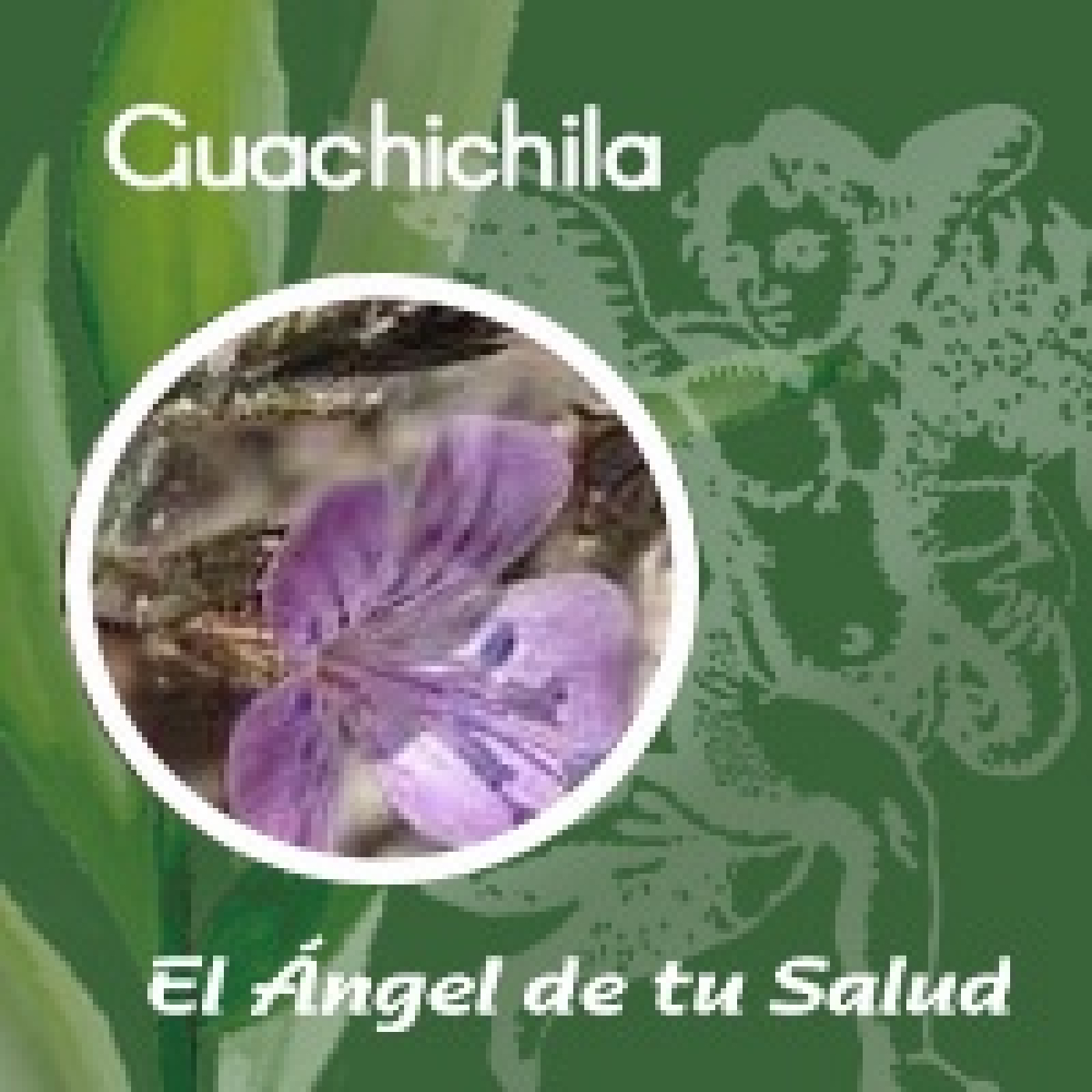 El Ángel de tu Salud - Guachichila** episode artwork