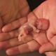 Aborto