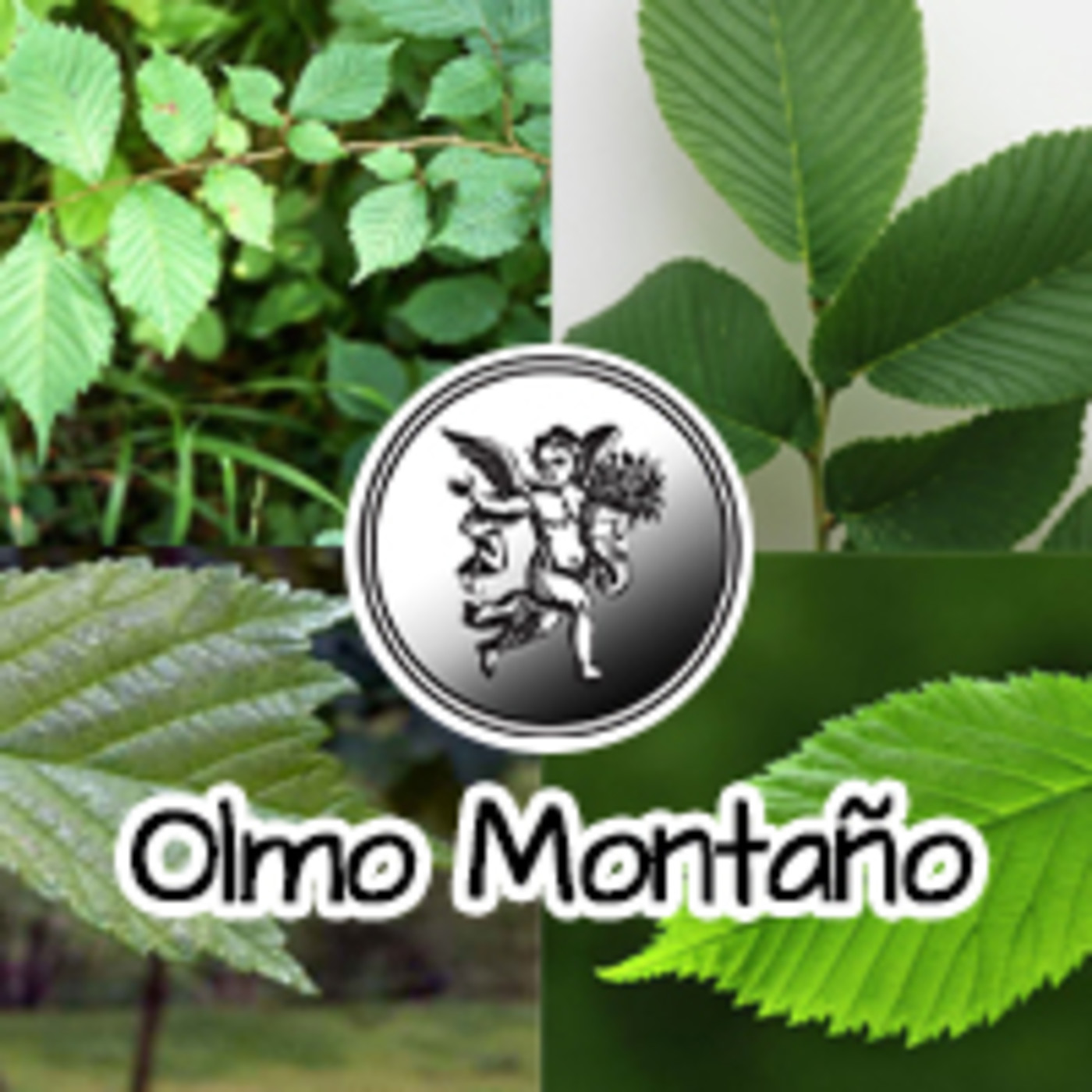 El Ángel de tu Salud - OLMO MONTAÑO **** episode artwork