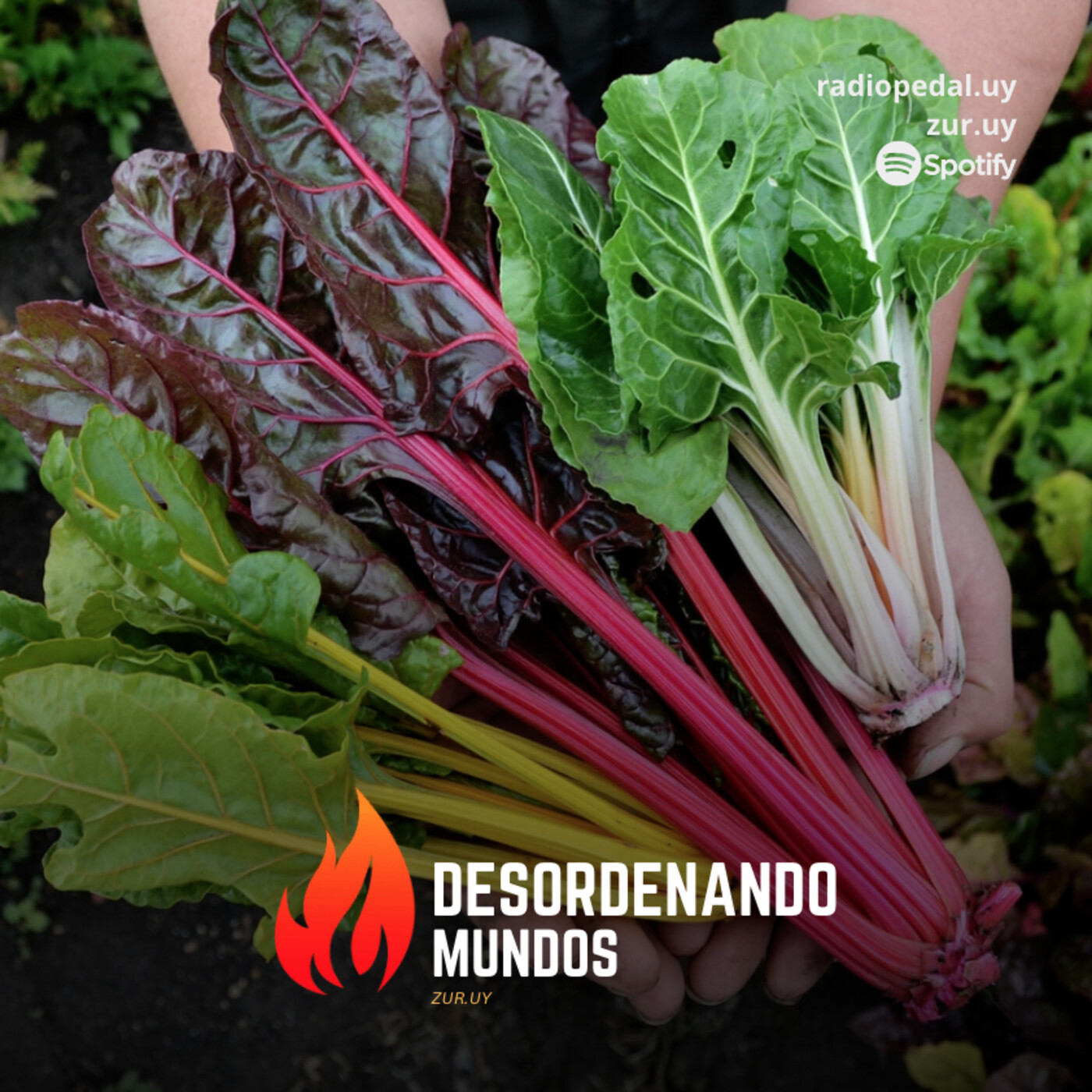 Dm #44: Programa Completo. Red de Agroecología y Zibechi (08-09-21) episode artwork
