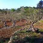 L'estat de la Xylella Fastidiosa a La Vila del Pingüí 21/06/17
