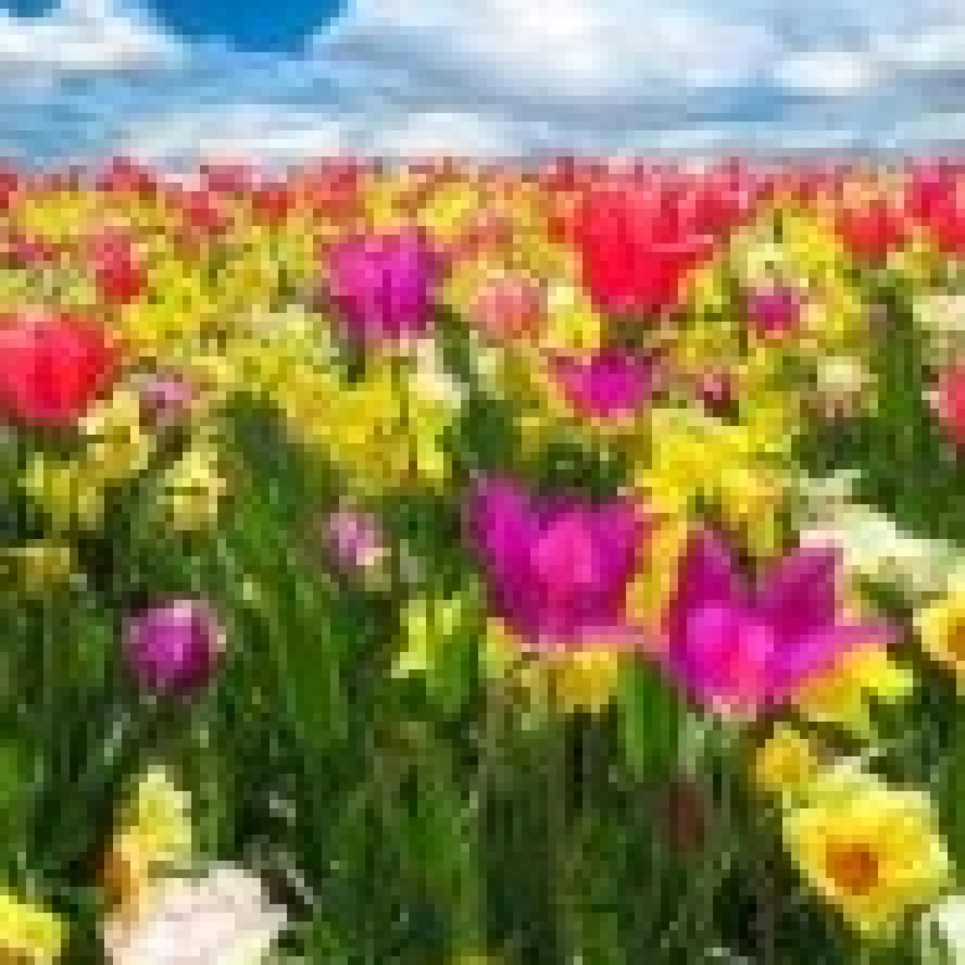 Ya florecen...